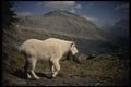168016 Rocky Mountain Goat A4 Photo Print