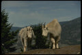 168017 Pair Of Rocky Mountain Goats (Nanny On Left, Male On Right) A4 Photo Print