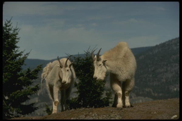 168017 Pair Of Rocky Mountain Goats (Nanny On Left, Male On Right) A4 Photo Print