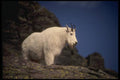 168018 Rocky Mountain Goat (Large Male) A4 Photo Print