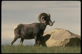 168019 Stone Sheep (Large Ram) A4 Photo Print
