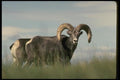 168020 Stone Sheep (Pair Of Rams) A4 Photo Print