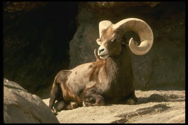 168021 Desert Bighorn Sheep (Adult Ram Bedded Down In Sun) A4 Photo Print