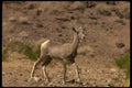 168022 Desert Bighorn Sheep (Ewe) A4 Photo Print