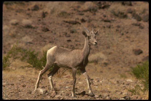 168022 Desert Bighorn Sheep (Ewe) A4 Photo Print