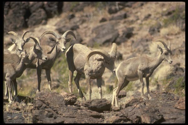 168023 Desert Bighorn Sheep (Small Herd) A4 Photo Print