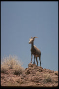 168024 Desert Bighorn Sheep (Ewe) A4 Photo Print