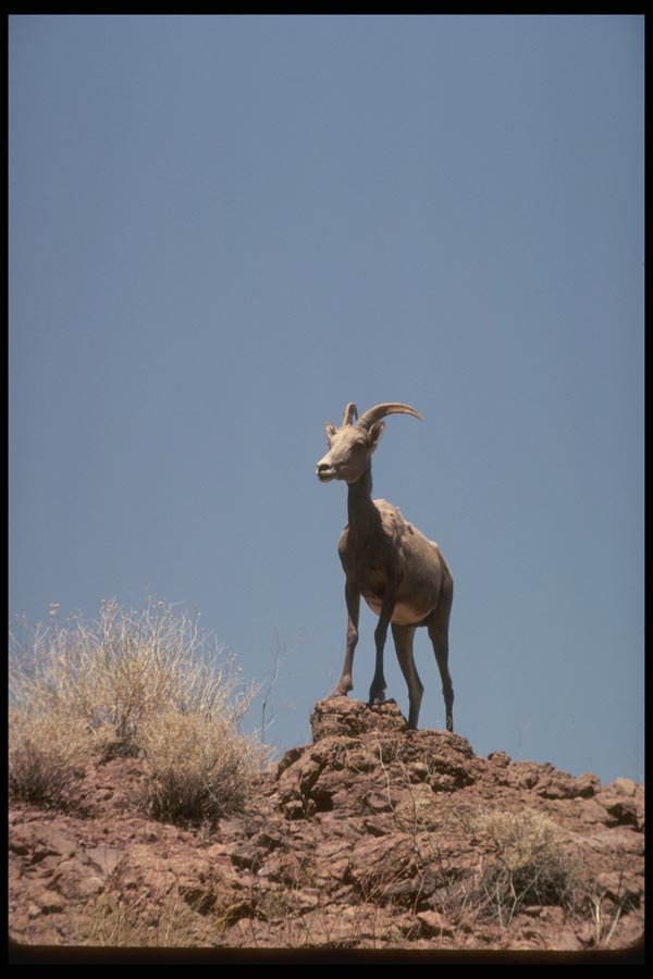 168024 Desert Bighorn Sheep (Ewe) A4 Photo Print