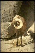 168025 Desert Bighorn Sheep (Adult Ram) A4 Photo Print