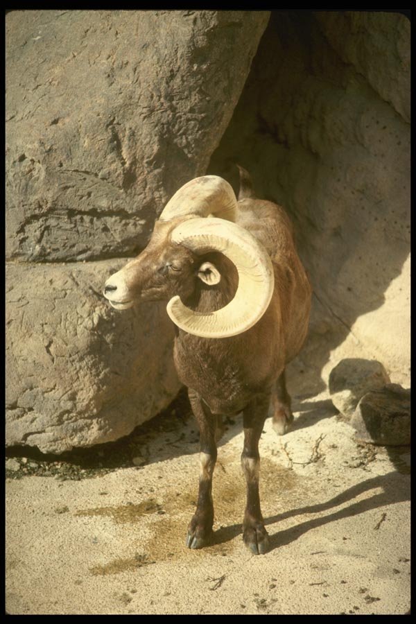 168025 Desert Bighorn Sheep (Adult Ram) A4 Photo Print