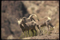 168026 Desert Bighorn Sheep (Small Group) A4 Photo Print