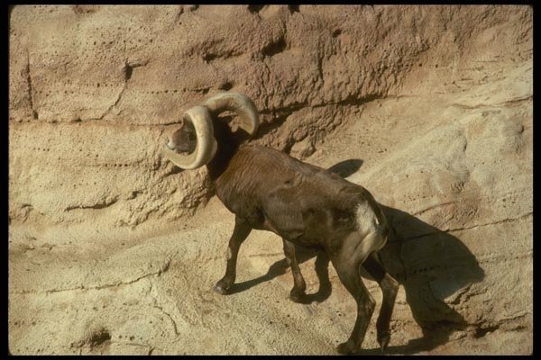 168027 Desert Bighorn Sheep (Adult Ram Walking) A4 Photo Print