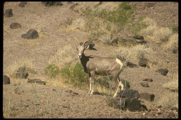 168028 Desert Bighorn Sheep (Ewe) A4 Photo Print