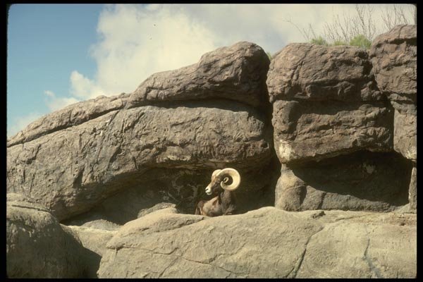168029 Desert Bighorn Sheep (Adult Ram Bedded Down) A4 Photo Print