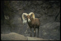 168030 Desert Bighorn Sheep (Adult Ram) A4 Photo Print