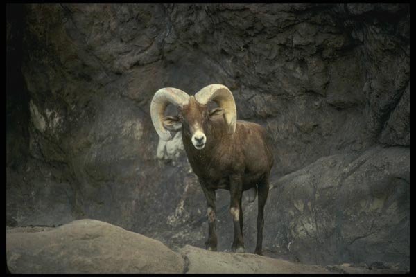 168030 Desert Bighorn Sheep (Adult Ram) A4 Photo Print