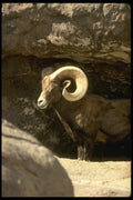 168031 Desert Bighorn Sheep (Adult Ram) A4 Photo Print