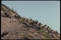168032 Desert Bighorn Sheep (Small Herd) A4 Photo Print