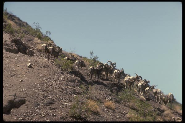 168032 Desert Bighorn Sheep (Small Herd) A4 Photo Print