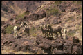168033 Desert Bighorn Sheep (Small Herd) A4 Photo Print