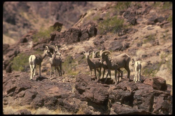 168033 Desert Bighorn Sheep (Small Herd) A4 Photo Print