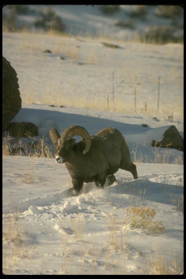 168034 Desert Bighorn Sheep (Adult Ram Plowing Through Deep Snow) A4 Photo Print