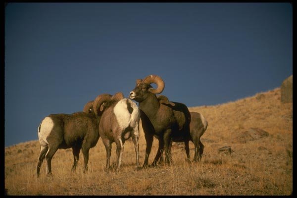 168035 Rocky Mountain Bighorn Sheep (Large Bachelor Rams) A4 Photo Print