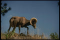 168036 California Bighorn Sheep (Ram Moves Across High Ridge) A4 Photo Print