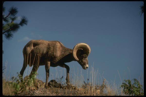 168036 California Bighorn Sheep (Ram Moves Across High Ridge) A4 Photo Print
