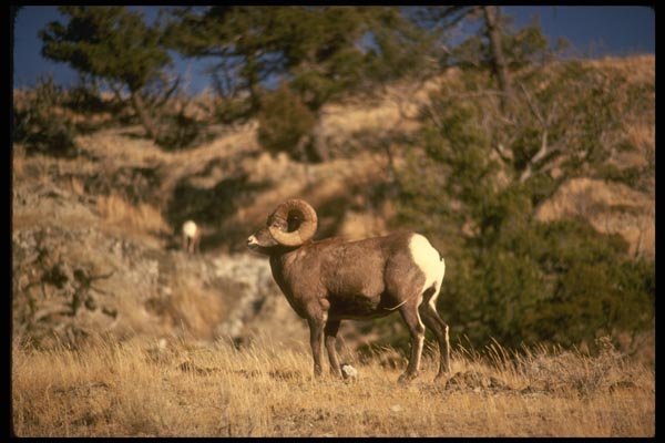 168037 Bighorn Sheep A4 Photo Print