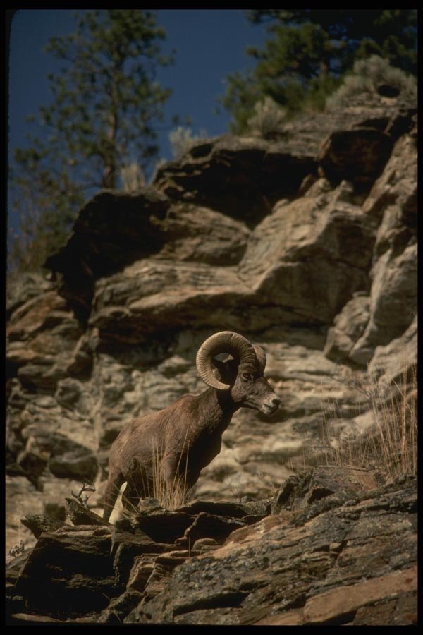 168038 California Bighorn Sheep (Ram Alert On Mountain Cliff) A4 Photo Print