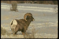 168039 Bighorn Sheep (Adult Ram) A4 Photo Print