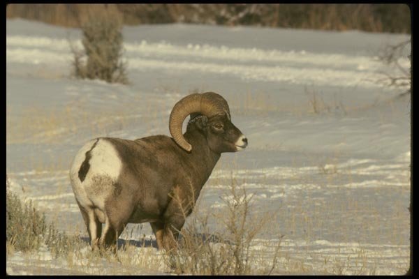 168039 Bighorn Sheep (Adult Ram) A4 Photo Print