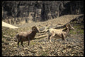 168040 Bighorn Sheep (Bachelor Rams) A4 Photo Print