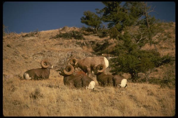 168041 Rocky Mountain Bighorn Sheep (band Of Bachelor Rams) A4 Photo Print
