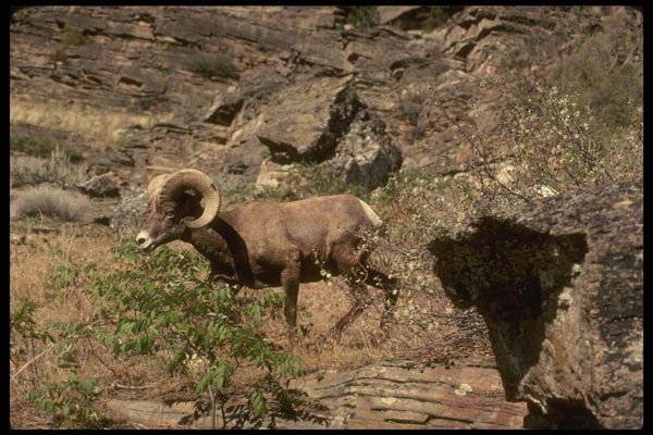 168042 California Bighorn Sheep (Young Adult Ram) A4 Photo Print