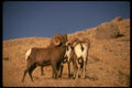 168043 Rocky Mountain Bighorn Sheep (Small Band) A4 Photo Print