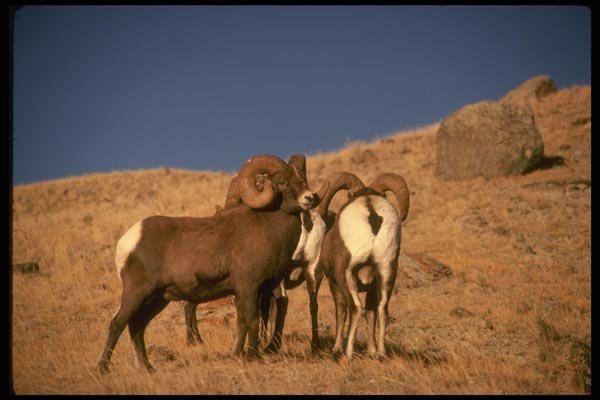168043 Rocky Mountain Bighorn Sheep (Small Band) A4 Photo Print