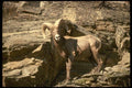 168044 California Bighorn Sheep (Ram Alert On Cliff) A4 Photo Print