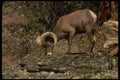 168045 California Bighorn Sheep (Young Adult Ram) A4 Photo Print