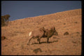 168046 Bighorn Sheep (Alert Rams Om Mountainside) A4 Photo Print