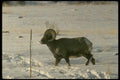 168047 Bighorn Sheep (Adult Ram) A4 Photo Print