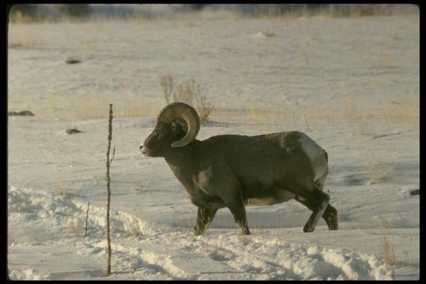168047 Bighorn Sheep (Adult Ram) A4 Photo Print