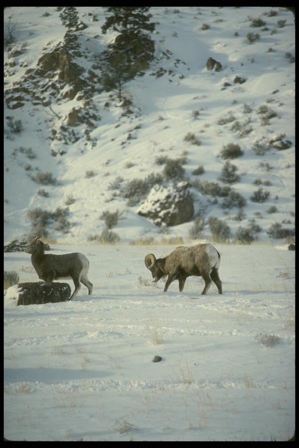 168048 Bighorn Sheep (Mating Behaviour) A4 Photo Print