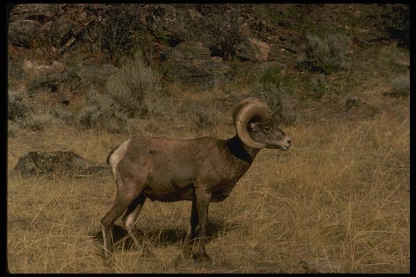 168049 California Bighorn Sheep (Young Ram Grazing) A4 Photo Print