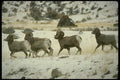 168050 Bighorn Sheep A4 Photo Print