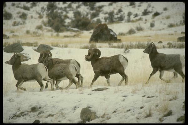 168050 Bighorn Sheep A4 Photo Print