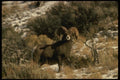 168051 Bighorn Sheep A4 Photo Print