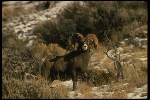 168051 Bighorn Sheep A4 Photo Print