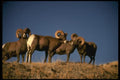 168052 Trophy Bighorn Sheep A4 Photo Print